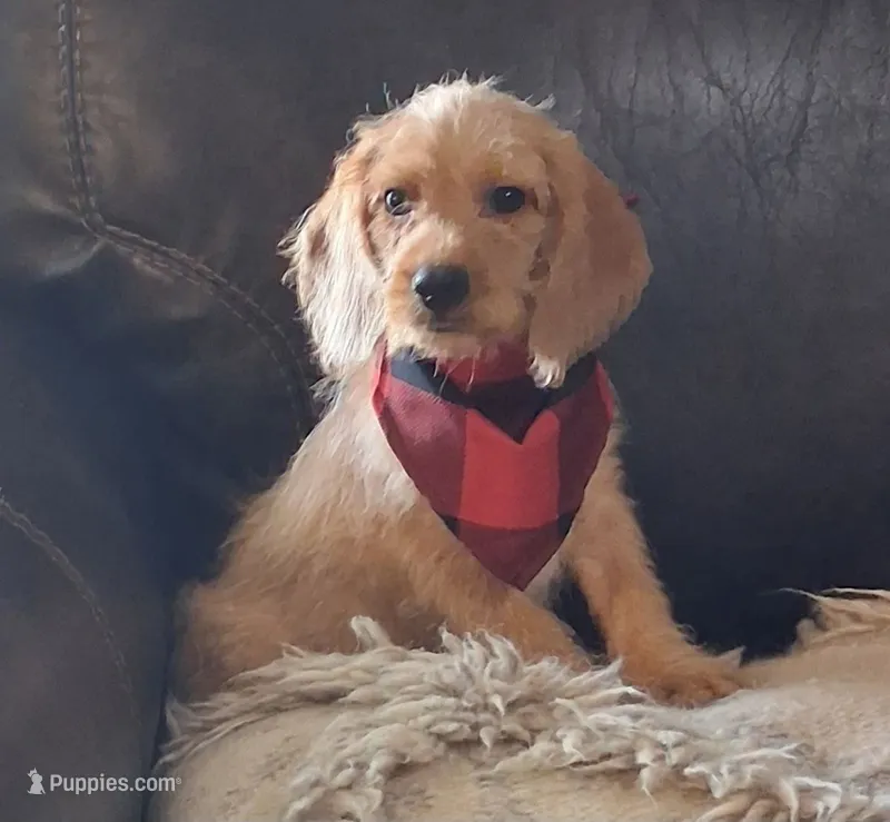 Ashford – Beagle, Poodle - Toy  puppy for sale in Smiths Grove, KY