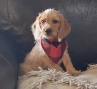 Ashford, a male Beagle and Poodle - Toy  for sale in Smiths Grove, KY – 1 of 2