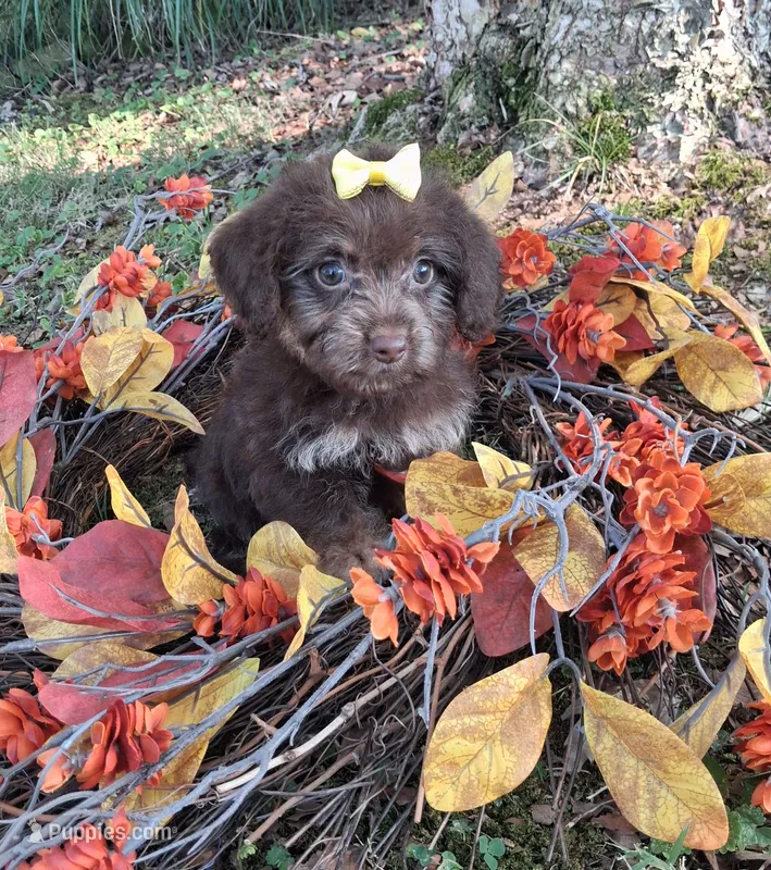 Tinker – Yorkipoo puppy for sale in Smiths Grove, KY