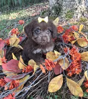 Tinker, a female Yorkipoo for sale in Smiths Grove, KY – 1 of 2