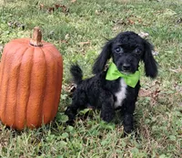 Fergus, a male Shihpoo for sale in Smiths Grove, KY – 2 of 2