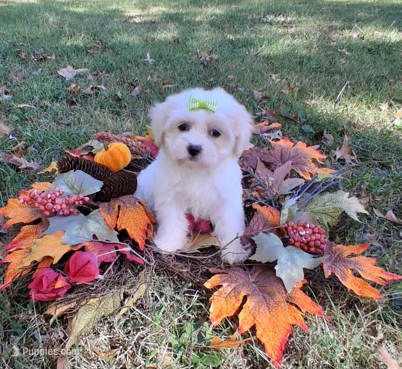 Buttons – Cavapoo puppy for sale in Smiths Grove, KY