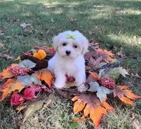 Buttons, a female Cavapoo for sale in Smiths Grove, KY – 1 of 2