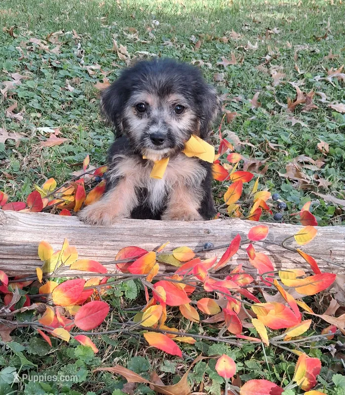 Mojo, a male Yorkipoo for sale in Smiths Grove, KY – 1 of 2