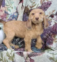 Goldie, a female Beagle and Poodle - Toy  for sale in Smiths Grove, KY – 2 of 2