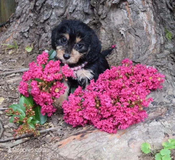 Tilly – Beagle, Poodle - Toy  puppy for sale in Smiths Grove, KY