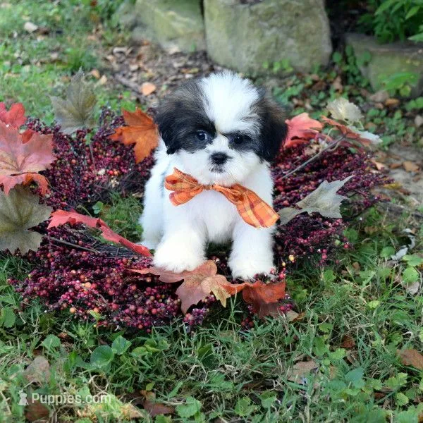 Skittles – Shih Tzu puppy for sale in Smiths Grove, KY