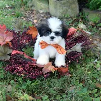 Skittles, a female Shih Tzu for sale in Smiths Grove, KY – 1 of 2
