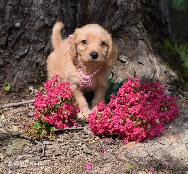 Gloria – Beagle, Poodle - Toy  puppy for sale in Smiths Grove, KY