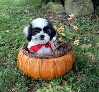 Honey, a female Shih Tzu for sale in Smiths Grove, KY – 2 of 2