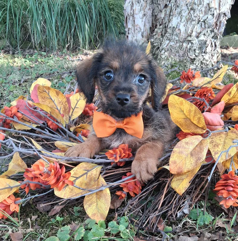 Bodie – Yorkipoo puppy for sale in Smiths Grove, KY