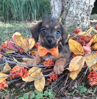 Bodie, a male Yorkipoo for sale in Smiths Grove, KY – 1 of 2