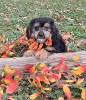 Rascal, a male Yorkipoo for sale in Smiths Grove, KY – 1 of 2