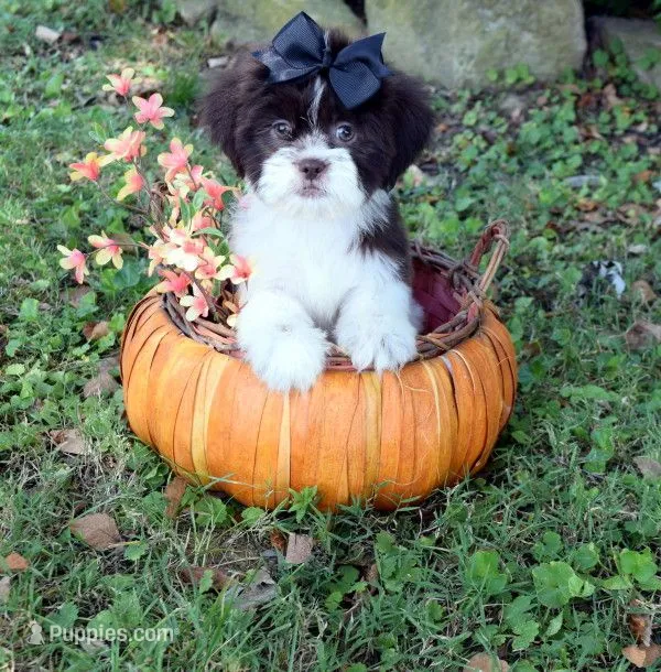 Truffle – Shih Tzu puppy for sale in Smiths Grove, KY