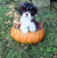 Truffle, a female Shih Tzu for sale in Smiths Grove, KY – 1 of 2
