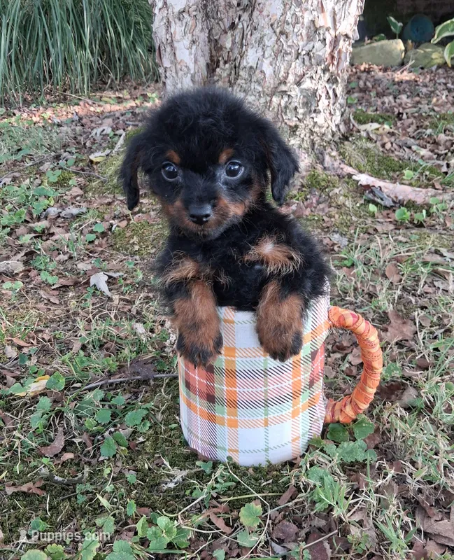 Leo – Yorkipoo puppy for sale in Smiths Grove, KY