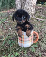 Leo, a male Yorkipoo for sale in Smiths Grove, KY – 1 of 2