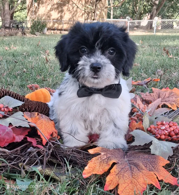 Maverick – Cavapoo puppy for sale in Smiths Grove, KY
