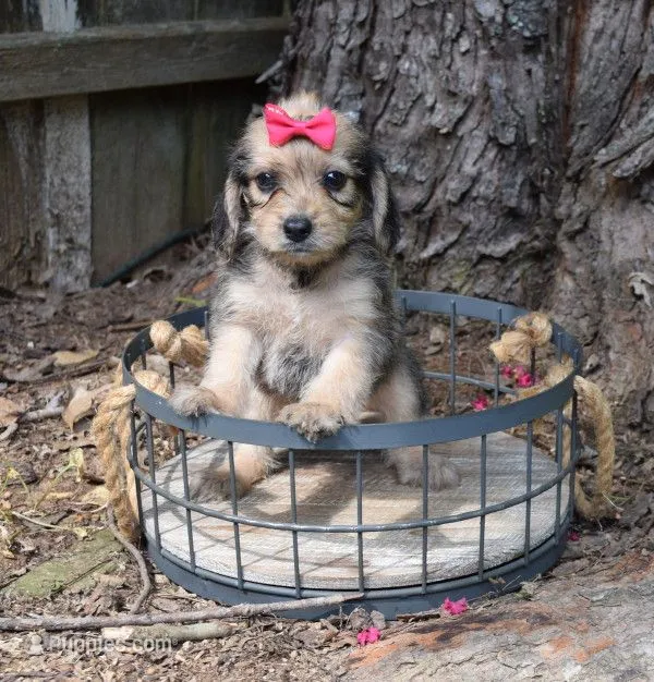 Paddy – Beagle, Poodle - Toy  puppy for sale in Smiths Grove, KY