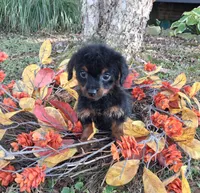 Leo, a male Yorkipoo for sale in Smiths Grove, KY – 2 of 2