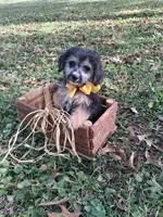 Mojo, a male Yorkipoo for sale in Smiths Grove, KY – 2 of 2