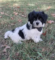 Maverick, a male Cavapoo for sale in Smiths Grove, KY – 2 of 2