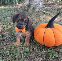 Bodie, a male Yorkipoo for sale in Smiths Grove, KY – 2 of 2