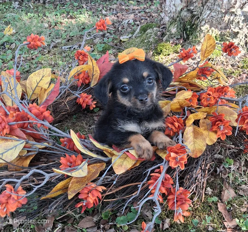 Peanut – Yorkipoo puppy for sale in Smiths Grove, KY