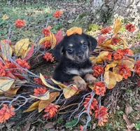 Peanut, a female Yorkipoo for sale in Smiths Grove, KY – 2 of 2