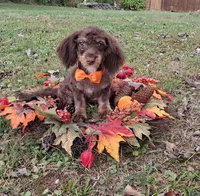 Baxter, a male Shihpoo for sale in Smiths Grove, KY – 2 of 2