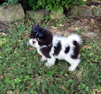 Truffle, a female Shih Tzu for sale in Smiths Grove, KY – 2 of 2
