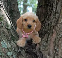 Gloria, a female Beagle and Poodle - Toy  for sale in Smiths Grove, KY – 2 of 2