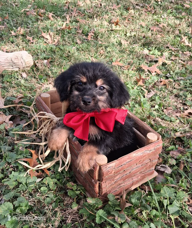 Major, a male Yorkipoo for sale in Smiths Grove, KY – 1 of 2