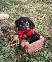 Major, a male Yorkipoo for sale in Smiths Grove, KY – 1 of 2
