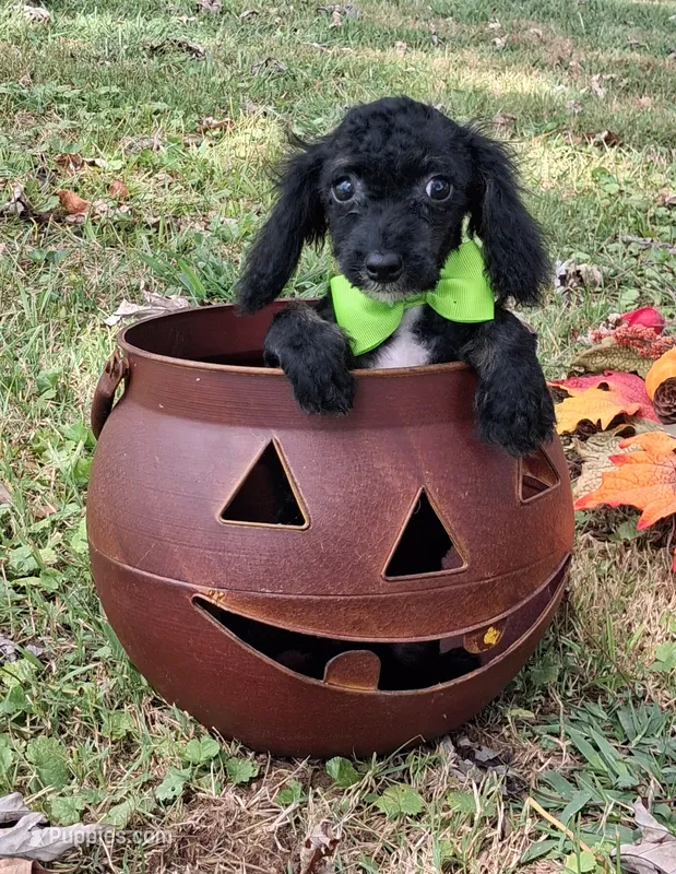 Fergus – Shihpoo puppy for sale in Smiths Grove, KY