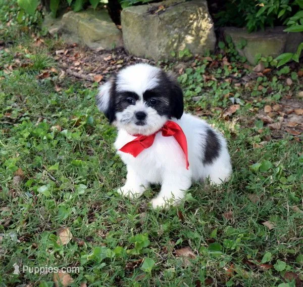 Honey – Shih Tzu puppy for sale in Smiths Grove, KY