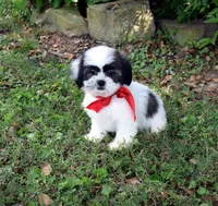 Honey, a female Shih Tzu for sale in Smiths Grove, KY – 1 of 2