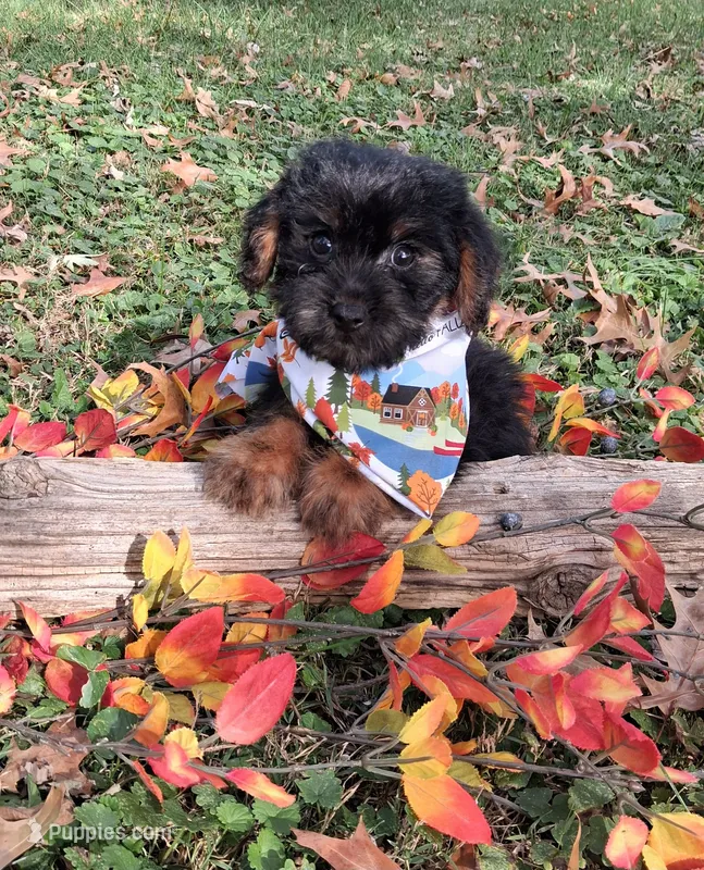 Corky, a male Yorkipoo for sale in Smiths Grove, KY – 1 of 2