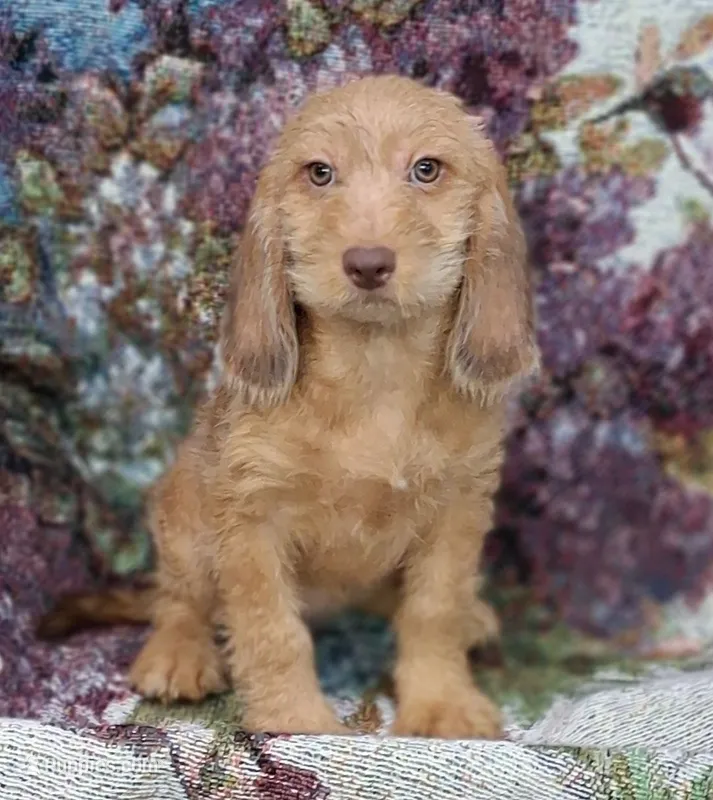 Goldie – Beagle, Poodle - Toy  puppy for sale in Smiths Grove, KY