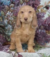 Goldie, a female Beagle and Poodle - Toy  for sale in Smiths Grove, KY – 1 of 2