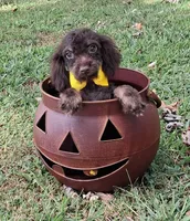 Dexter, a male Shihpoo for sale in Smiths Grove, KY – 2 of 2