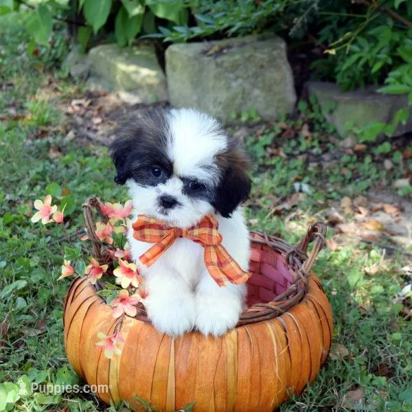 Skittles – Shih Tzu puppy for sale in Smiths Grove, KY