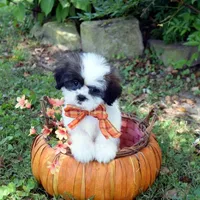 Skittles, a female Shih Tzu for sale in Smiths Grove, KY – 2 of 2