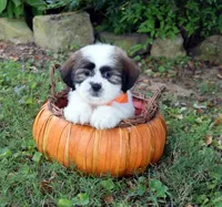 Dumpling, a male Shih Tzu for sale in Smiths Grove, KY – 2 of 2