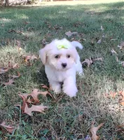 Buttons, a female Cavapoo for sale in Smiths Grove, KY – 2 of 2