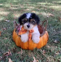 Gulliver, a male Cavapoo for sale in Smiths Grove, KY – 2 of 2