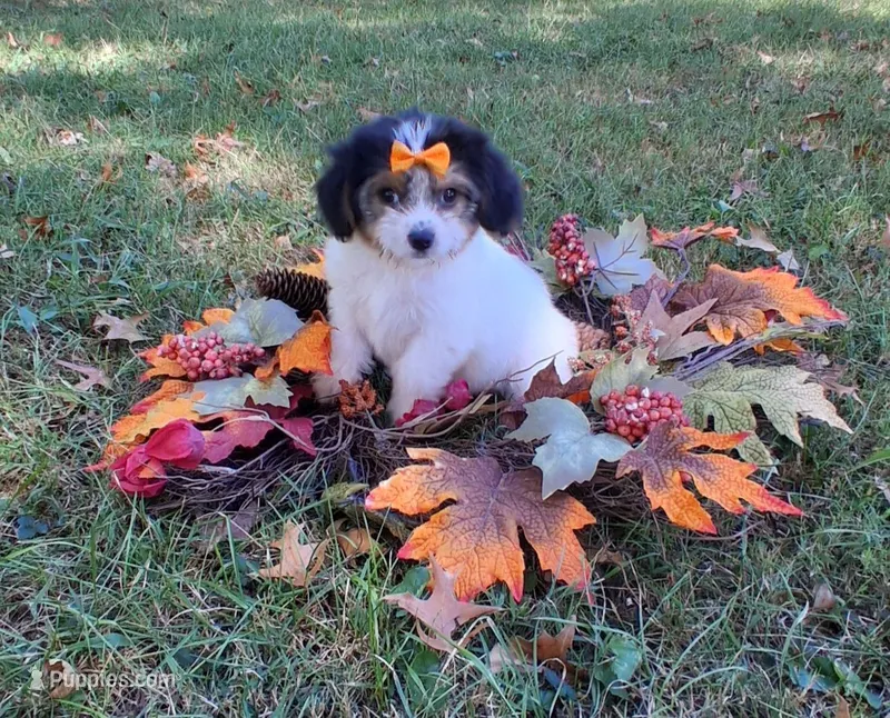 Meadow – Cavapoo puppy for sale in Smiths Grove, KY