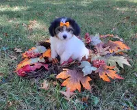 Meadow, a female Cavapoo for sale in Smiths Grove, KY – 1 of 2