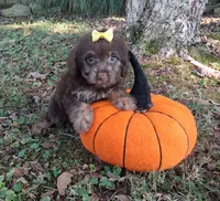 Tinker, a female Yorkipoo for sale in Smiths Grove, KY – 2 of 2