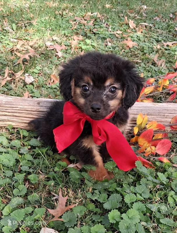 Sarge, a male Yorkipoo for sale in Smiths Grove, KY – 1 of 2